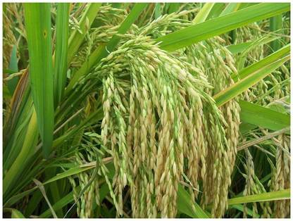 Abamec Red Sali Paddy Seed