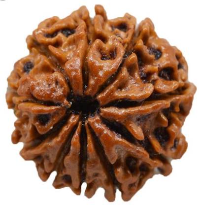 om rudraksha 10 mukhi rudraksha लकड़ी