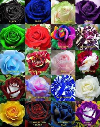 M-Technologies Mixed Rare Color Rose Flower Mix Seed