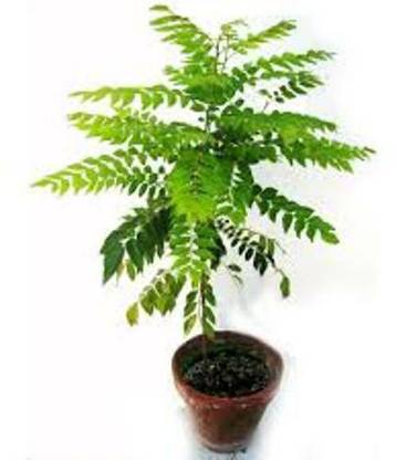 Behuria Agro Farm Curry Leaf Plant