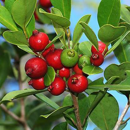 Trothic Gardens Live Plant- Dwarf Bonsai "Strawberry Guava" Gujava fruit Tree Seed