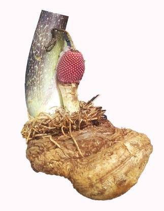 GOSIDDHI Teliya Kand ( 200 gm ) Seed