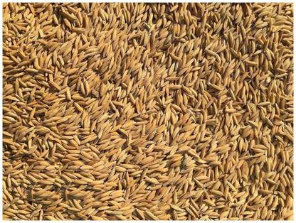 Abamec Sona Masoori Rice Seed
