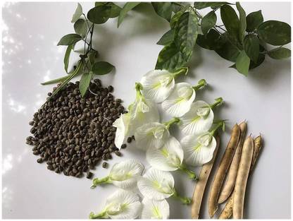 Abamec White Clitoria Ternatea Aparajita Butterfly Pea Seed