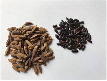 Abamec Jasmine Black Rice Seed