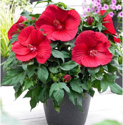 Puspita Hibiscus Plant