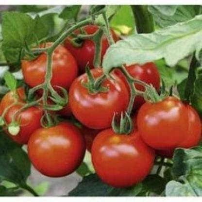 SUNSHINE F1 HYBRID TOMATO SACHRIYA SEEDS (AVG 50 - 100) SEEDS X 1 PACKET Seed