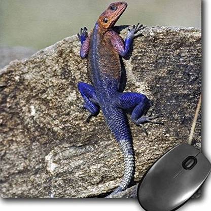 3dRose Sunning on Rock, Masai Mara, KenyaAf Aje Adam Jones mp Non Slip Base Dual Sided Mousepad