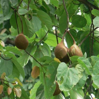 SHOP 360 GARDEN Pterygota alata / Sterculia Alata / Buddha Coconut Tree Seeds - Pack of 100 grams Seed
