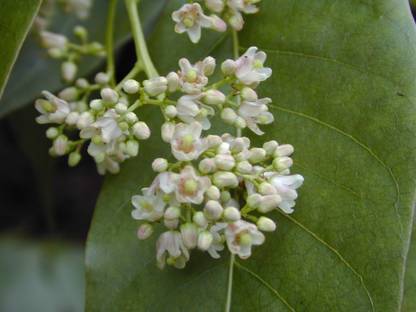 SHOP 360 GARDEN Cedrela Toona, Indian Cedar, Australian red cedar or toon, tun, suren, surian cedar, Indian mahogany tree seeds - Pack of 10 grams seeds Seed