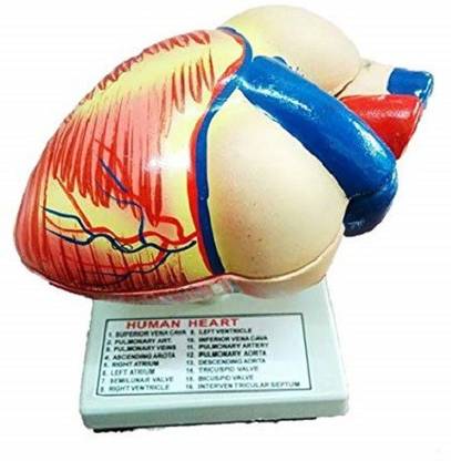 mans Human Heart Disectable Model001 Anatomical Body Model