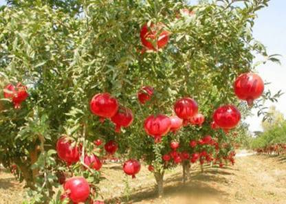 PEARL ORGANIC POMEGRANATE PLANT Seed( 150 Seeds) Seed