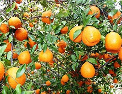 Trothic Gardens Live Orange/Santra/Sweet Citrus Fruit Plant - 1 Healthy Live Plant Seed