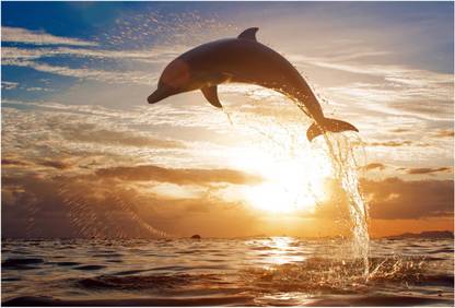 Dolphin Wallpaper Photographic Paper