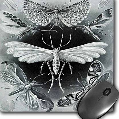 3dRose Picture of Vintage German Biologist Drawing of Moths Mouse Pad mp Non Slip Base Dual Sided Mousepad