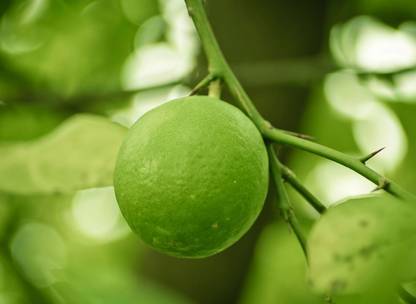 Zomoloco Lemon Plant