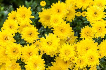 Puspita Chandramallika or Chrysanthemum Plant