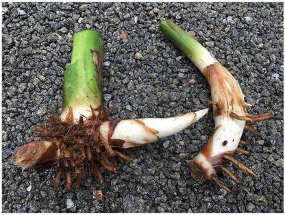 Abamec Heliconiya Bihai claw Seed
