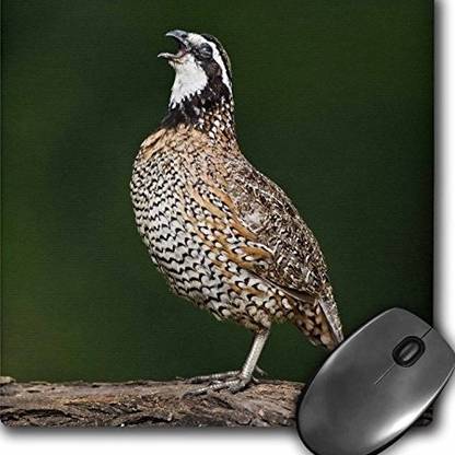 3dRose Northern Bobwhite quail bird calling US LDI Larry Ditto Mouse Non Slip Base Dual Sided Mousepad