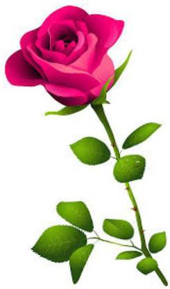 Rosemary rose flower gulab Seed