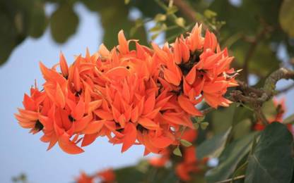 SHOP 360 GARDEN Butea Monosperma, Palash, Dhak, Palah, Flame of the Forest, Parrot Tree Seeds - Pack of 100 Grams Seed