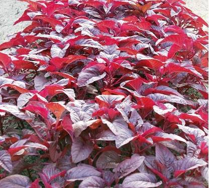 VibeX ™ XL-332 Red Spinach Seeds for Home Garden-50 Seeds Seed