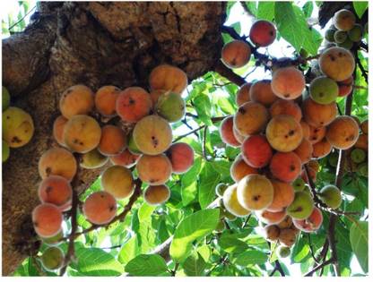 मॉडर्न प्लांट गूलर / क्लस्टर अंजीर का पौधा पौधा