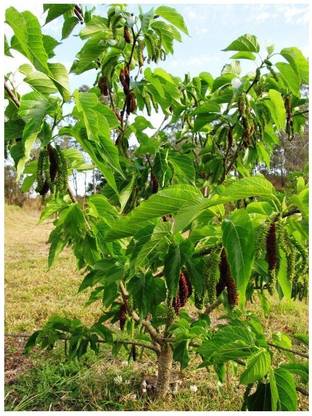 MODERN PLANT Shahtoot/Mulberry Plant