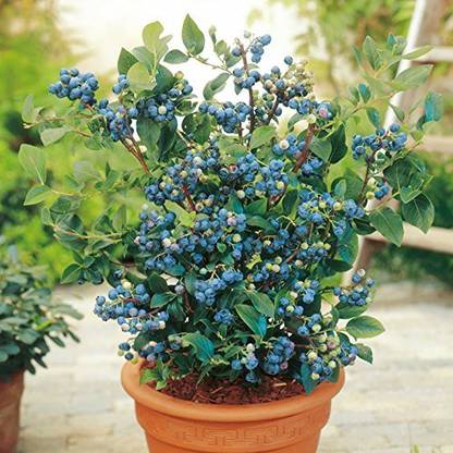 Greenery Nursery Berry Plant
