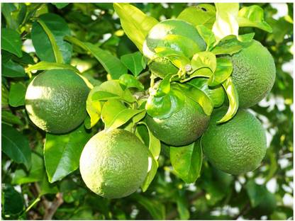 MODERN PLANT Live Mosambi Outdoor Plant With Pot - Fruit