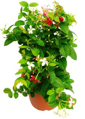 MODERN PLANT Heart Leaf Oxycardium Plant