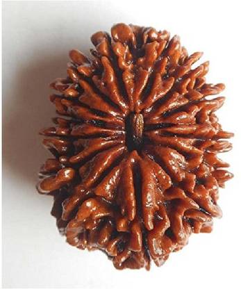 जयपुर जेम्स्टोन 14 Mukhi Rudraksha/Twelve Face Rudraksha लकड़ी
