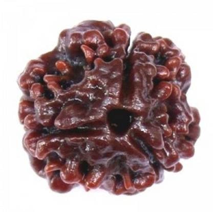 om rudraksha 3 mukhi rudraksha Wood
