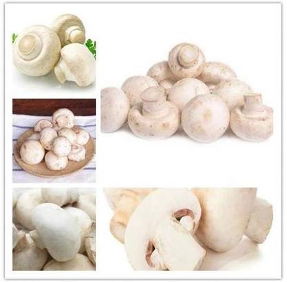 VIDISHAS HORTICULTURE 99pcs Imported Mushroom Seeds Seed