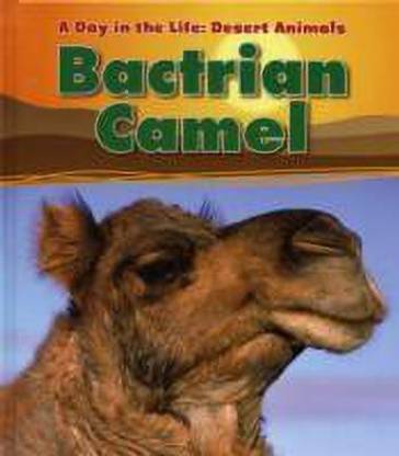 Bactrian Camel