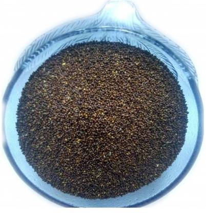 WILD FOREST TULSI, BASIL Seed