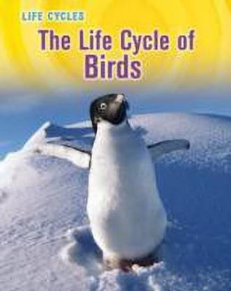 The Life Cycle of Birds