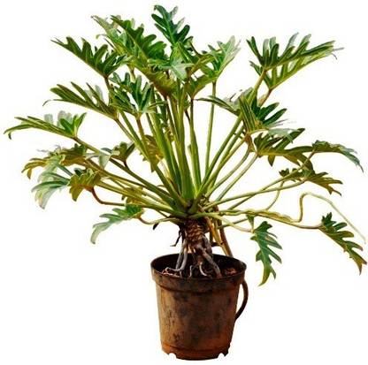 MODERN PLANT Philodendron Plant