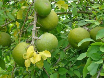 SHOP 360 GARDEN Aegle Marmelos, Bel Tree, Bilva Patra, Bengal quince, Maredu, Vilvam Fruit Tree Seeds for planting - Pack of 35 Seeds Seed