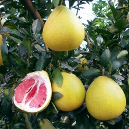 SHOP 360 GARDEN Pomelo / Citrus Maxima / Chakotra / Chinese grapefruit / Shaddock fruit seeds for growing - Pack of 30 Seeds Seed