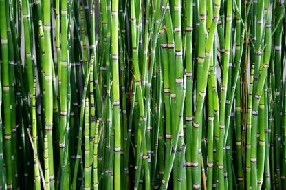 green bamboo gree bemboo
