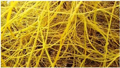 MODERN PLANT Amar Bel 200 GM Root- Medicinal Plant Seed