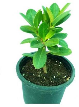The Nursery Ficus Plant