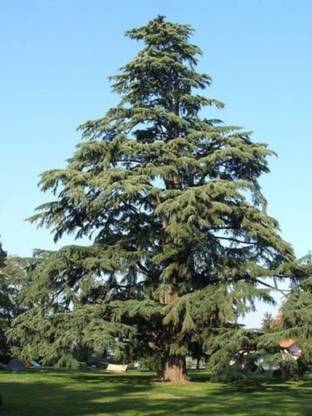 SHOP 360 GARDEN Cedrus Deodara / Devdar / Himalayan cedar / Deodar cedar / Devadaru Ornamental Tree Seeds - Pack of 25 Seeds Seed
