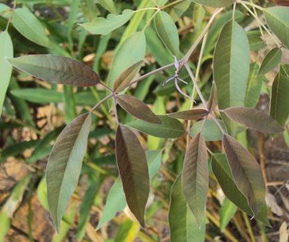 SHOP 360 GARDEN Vitex negundo / Nirgundi / Nochi / Chaste Tree - Medicinal Plant Seeds for Growing Seed