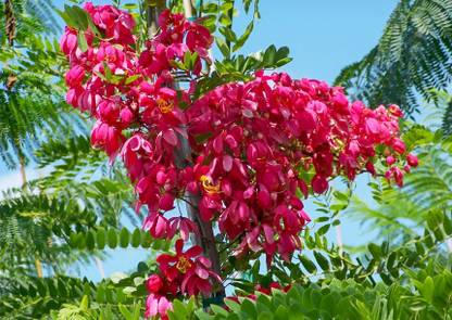 SHOP 360 GARDEN Cassia javanica, Javanica, Apple blossom cassia, Nodding cassia, Java rani , Pink shower Cassia Flowering Tree Seeds - Pack of 20 Seeds Seed