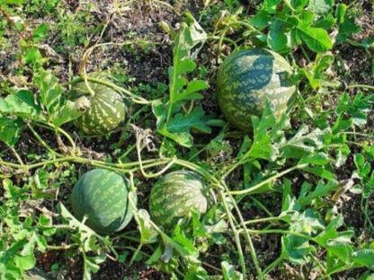 SHOP 360 GARDEN Rare Citrullus colocynthis / Colocynth / Indravaruni / Bitter Apple / Bitter cucumber / Indrayan Phal / Vine of Sodom Herbal Fruit Seeds - Pack of 50 Seeds Seed