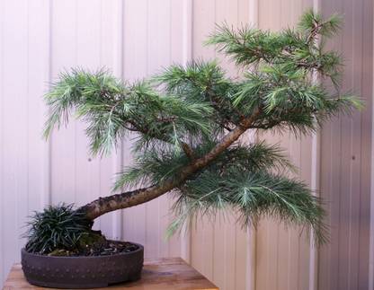 SHOP 360 GARDEN Bonsai Suitable Tree Seeds - Deodar Cedar 'Snow Sprite' Seeds - Pack of 25 Seeds Seed