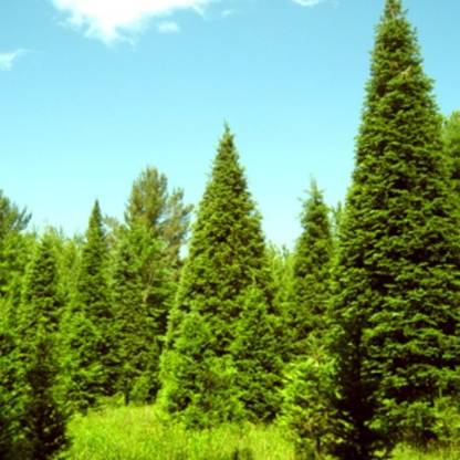SHOP 360 GARDEN Cupressus Torulosa, Himalayan Cypress, Bhutan cypress Conifer Tree Seeds - Pack of 30 Seeds Seed