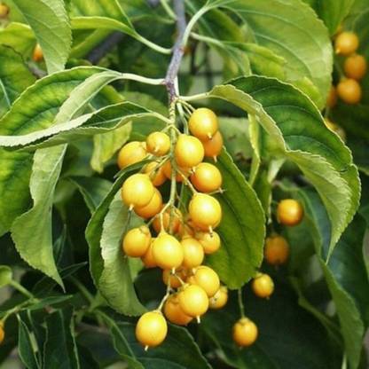 SHOP 360 GARDEN Medicinal Plant Seeds for Growing - Celastrus Paniculatus, Mal kangani, Black oil plant, Intellect tree, Jyotishmati Seeds - Pack of 25 Seeds Seed